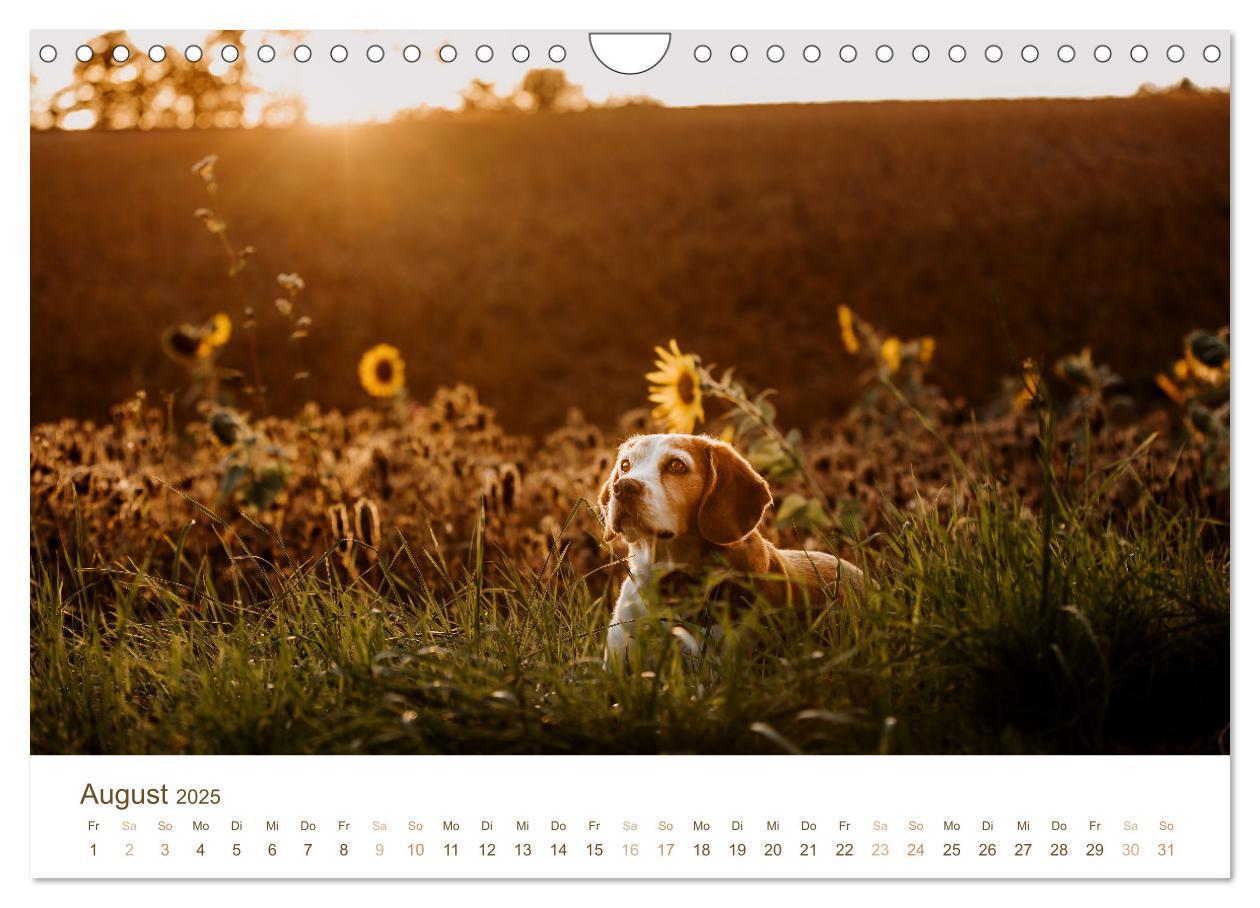 Bild: 9783435018499 | Beagle - Unser treuer Begleiter (Wandkalender 2025 DIN A4 quer),...