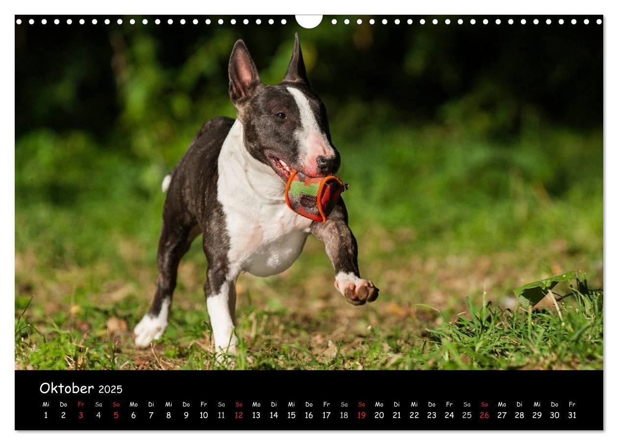 Bild: 9783435768462 | Bullterrier (Wandkalender 2025 DIN A3 quer), CALVENDO Monatskalender