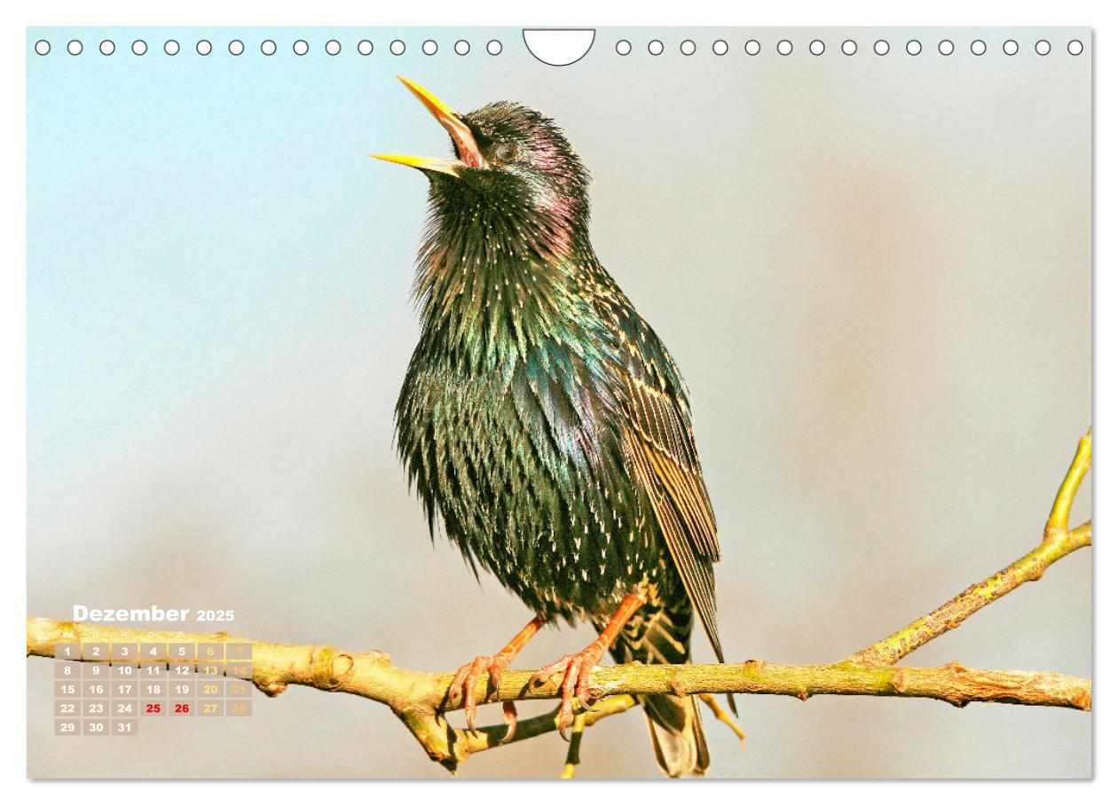 Bild: 9783383850691 | Amsel, Fink und Star: Heimische Vögel (Wandkalender 2025 DIN A4...