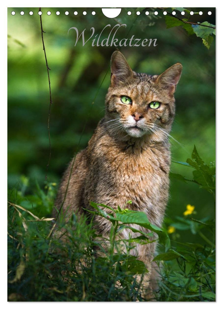 Cover: 9783457010372 | Wildkatzen - scheue Jäger (Wandkalender 2025 DIN A4 hoch), CALVENDO...