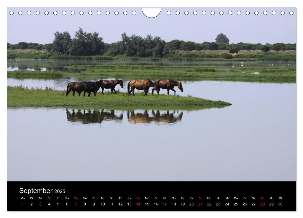 Bild: 9783435567126 | Caballos Spanische Pferde 2025 (Wandkalender 2025 DIN A4 quer),...