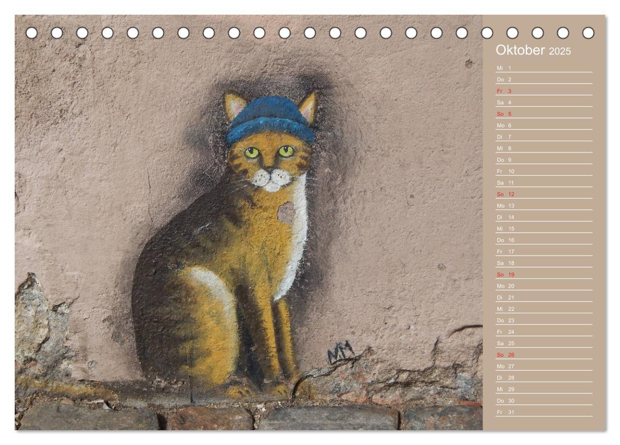 Bild: 9783435289288 | Flensburger Katzen (Tischkalender 2025 DIN A5 quer), CALVENDO...