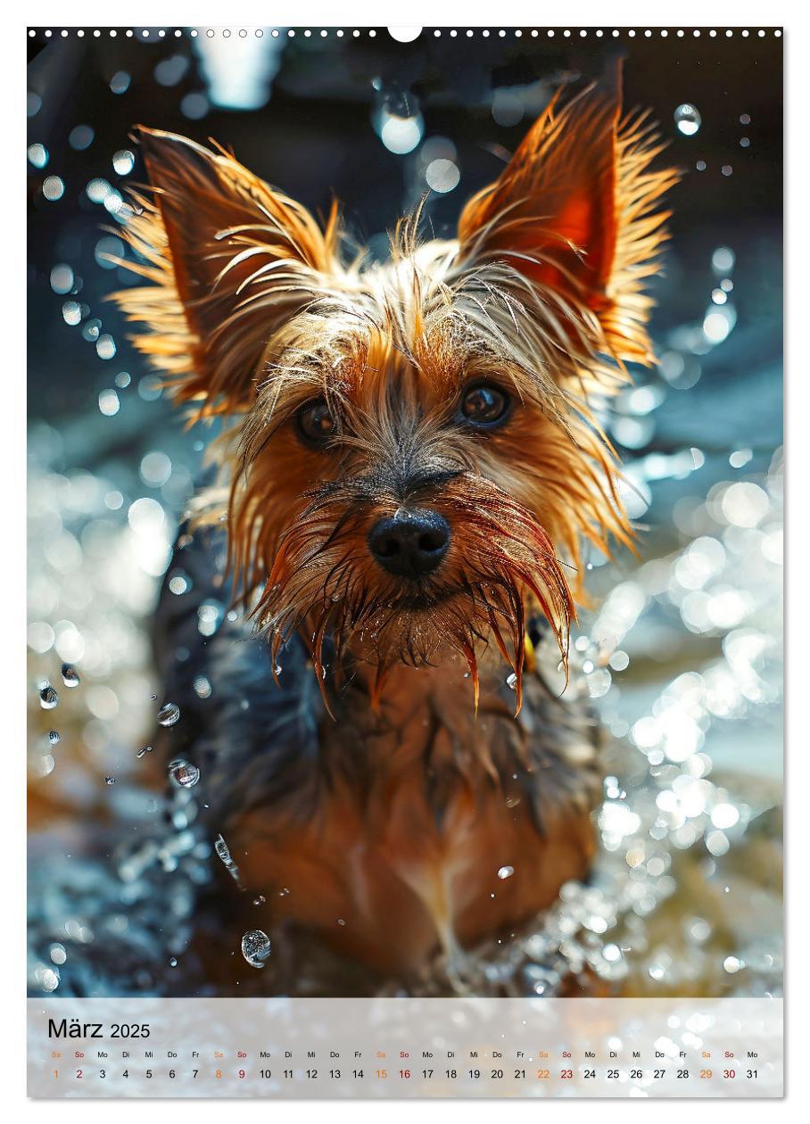 Bild: 9783383771736 | Yorkshire Terrier - ein Hund mit starkem Charakter (Wandkalender...