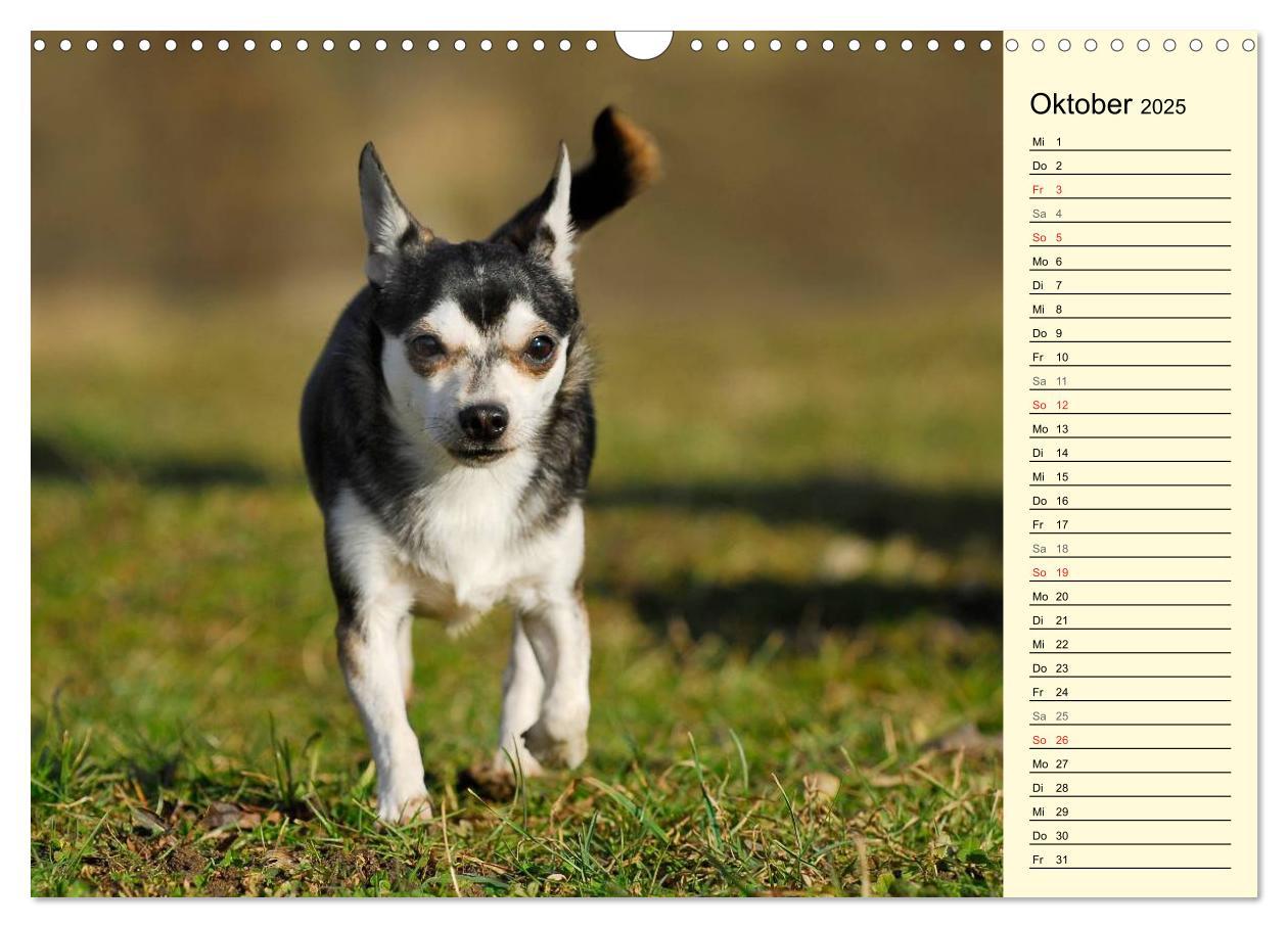 Bild: 9783435541157 | Chihuahua - Kleine Hunde ganz groß (Wandkalender 2025 DIN A3 quer),...