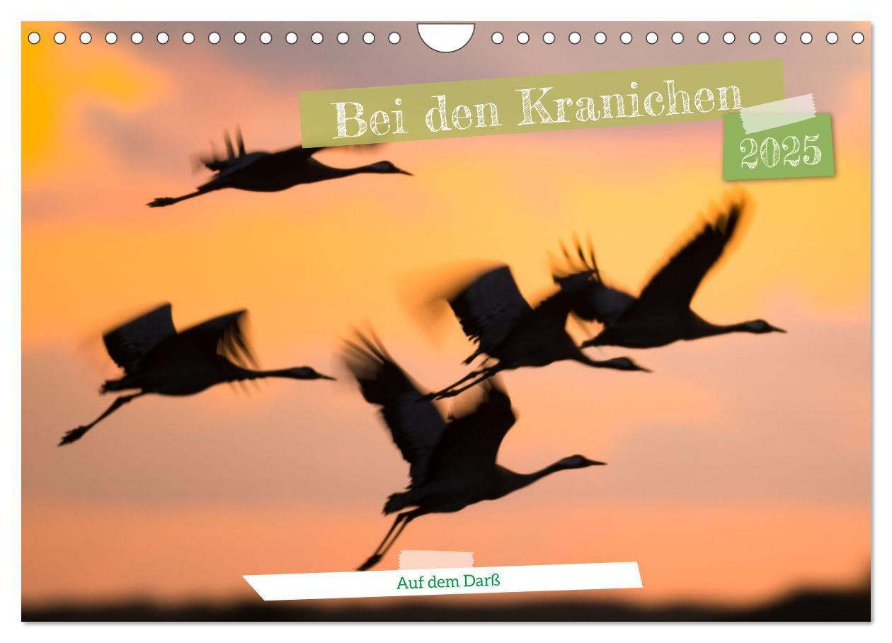 Cover: 9783383788130 | Bei den Kranichen (Wandkalender 2025 DIN A4 quer), CALVENDO...