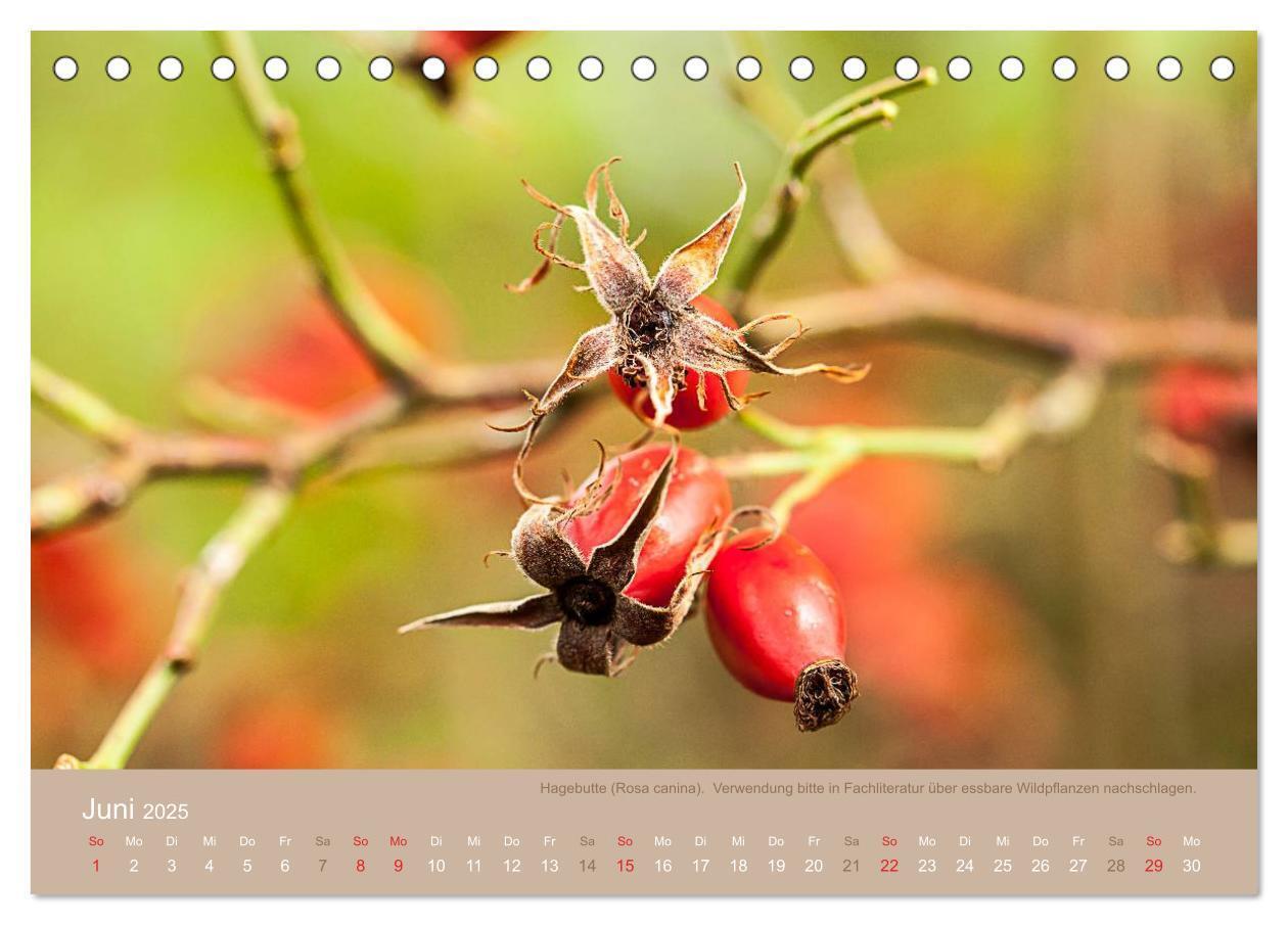 Bild: 9783435661688 | WILD, ESSBAR UND GESUND Essbare Wildpflanzen (Tischkalender 2025...