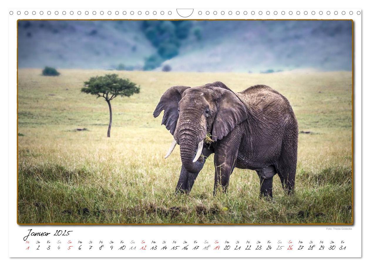 Bild: 9783435488773 | Abenteuer Masai Mara (Wandkalender 2025 DIN A3 quer), CALVENDO...