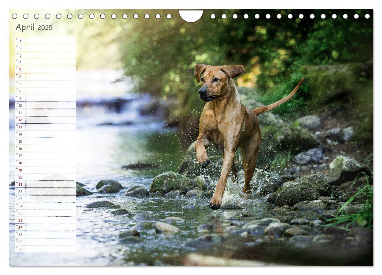 Bild: 9783435358625 | Rhodesian Ridgeback - Herzen auf vier Pfoten (Wandkalender 2025 DIN...