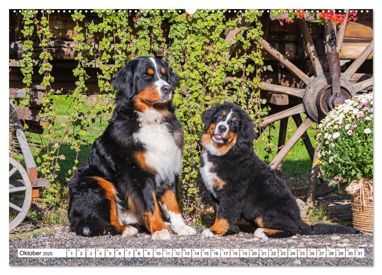 Bild: 9783383924613 | Berner Sennenhund - Eine Liebe für´s Leben (Wandkalender 2025 DIN...