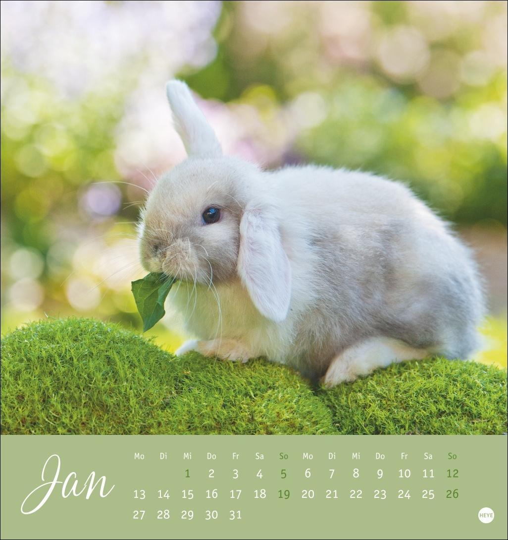 Bild: 9783756407057 | Süße Kaninchen Postkartenkalender 2025 | Kalender | Spiralbindung