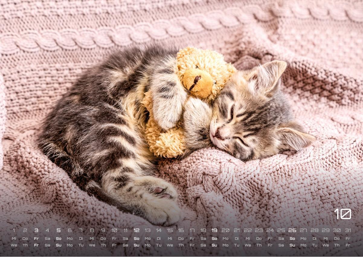 Bild: 9783986733889 | Miau Kids - kleine Tiger ganz groß - Der Katzenkalender - 2025 -...