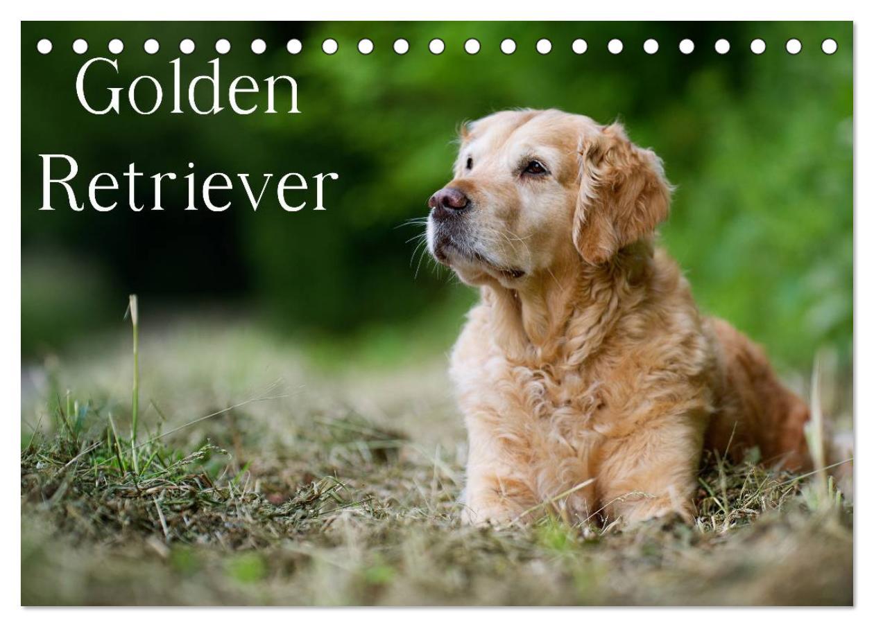 Cover: 9783435743162 | Golden Retriever (Tischkalender 2025 DIN A5 quer), CALVENDO...