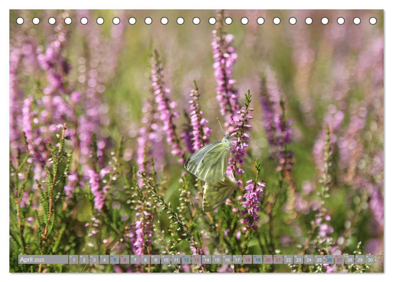 Bild: 9783435457632 | Lüneburger Heide - Faszinierend schön (Tischkalender 2025 DIN A5...