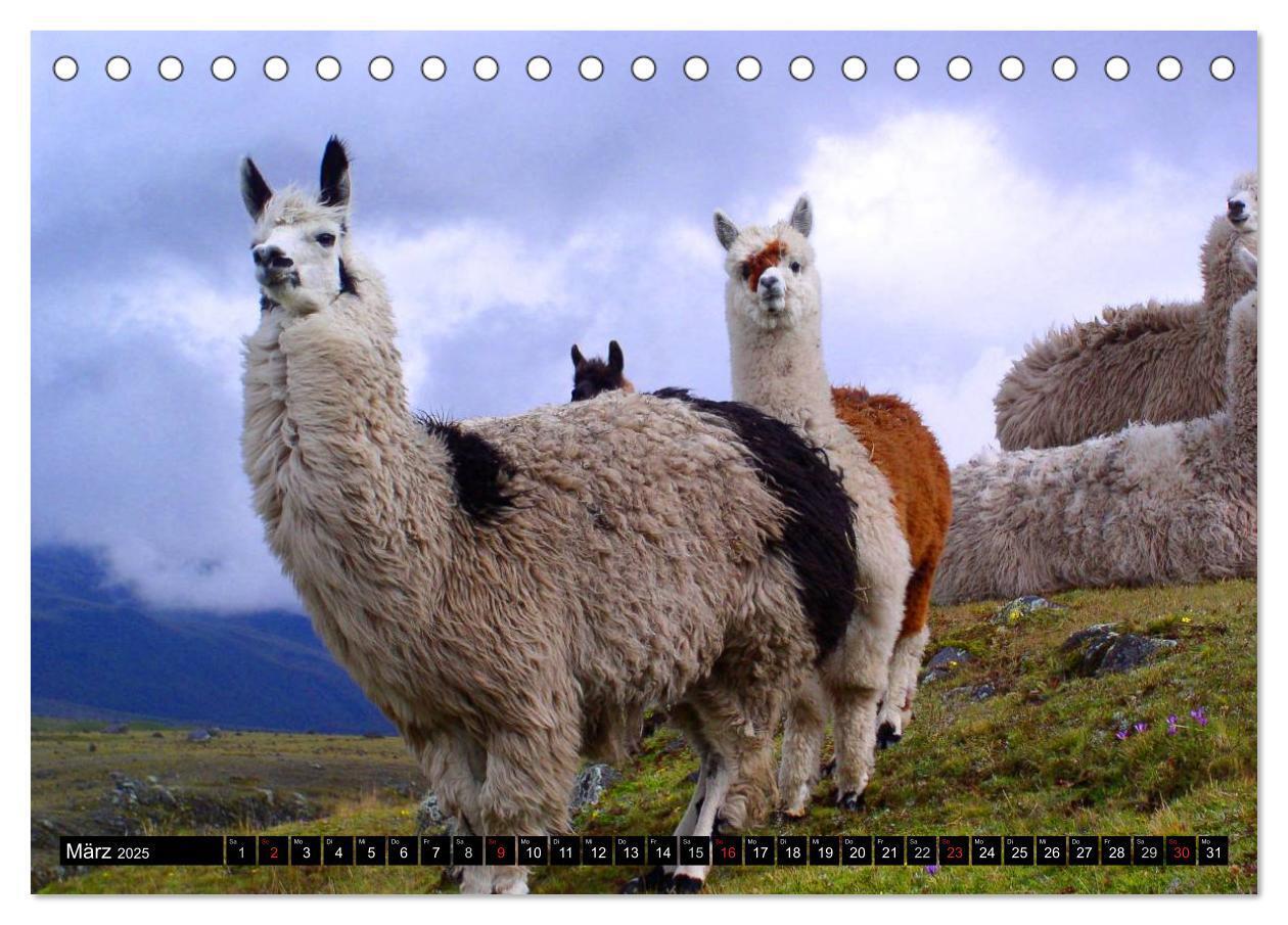 Bild: 9783435730926 | Alpakas und Lamas (Tischkalender 2025 DIN A5 quer), CALVENDO...