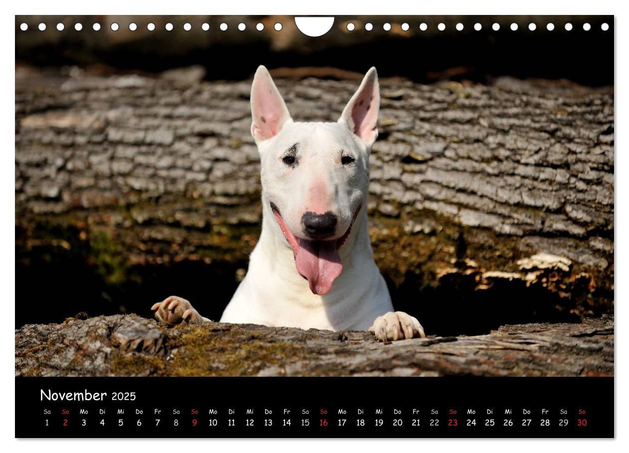 Bild: 9783435587230 | Bullterrier? Was sonst! (Wandkalender 2025 DIN A4 quer), CALVENDO...