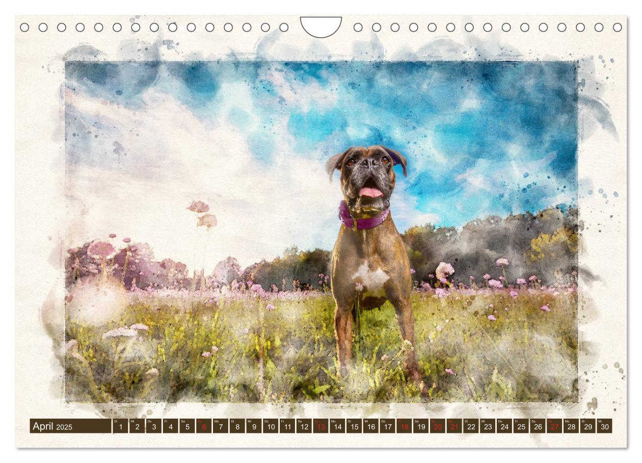 Bild: 9783435134700 | Boxer Photo&amp;Kunst (Wandkalender 2025 DIN A4 quer), CALVENDO...