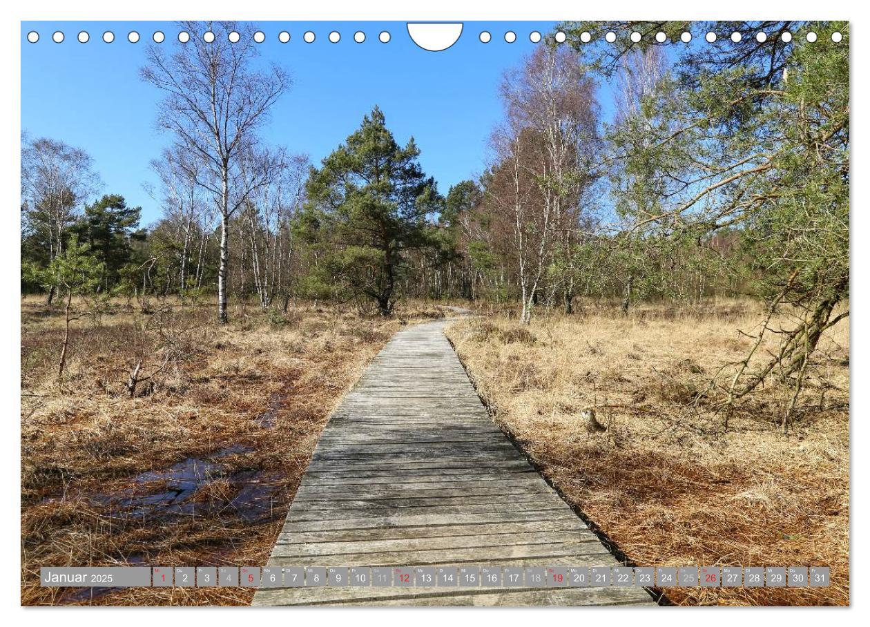 Bild: 9783435465200 | Pietzmoor - ein Hochmoor in der Lüneburger Heide (Wandkalender 2025...