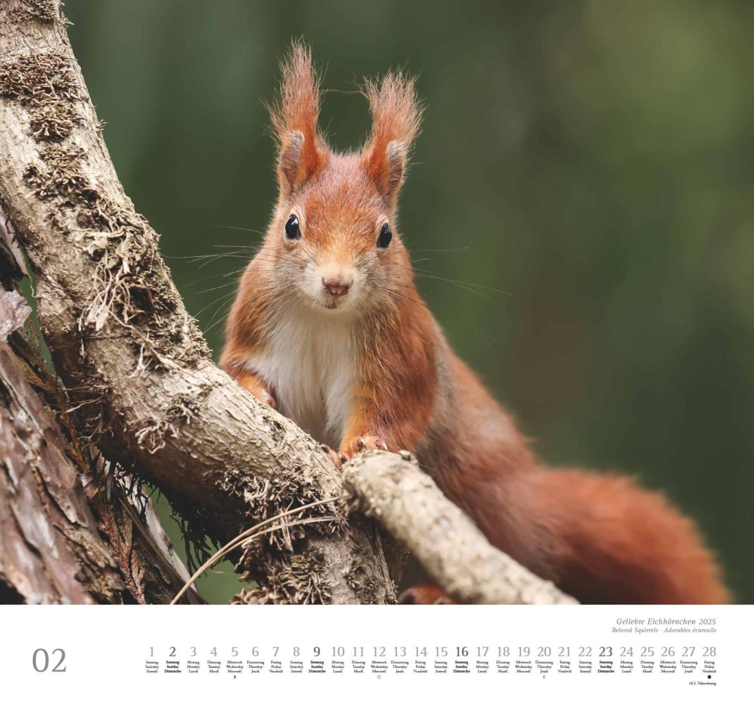 Bild: 4250809652696 | DUMONT - Geliebte Eichhörnchen 2025 Wandkalender, 38x35,5cm,...