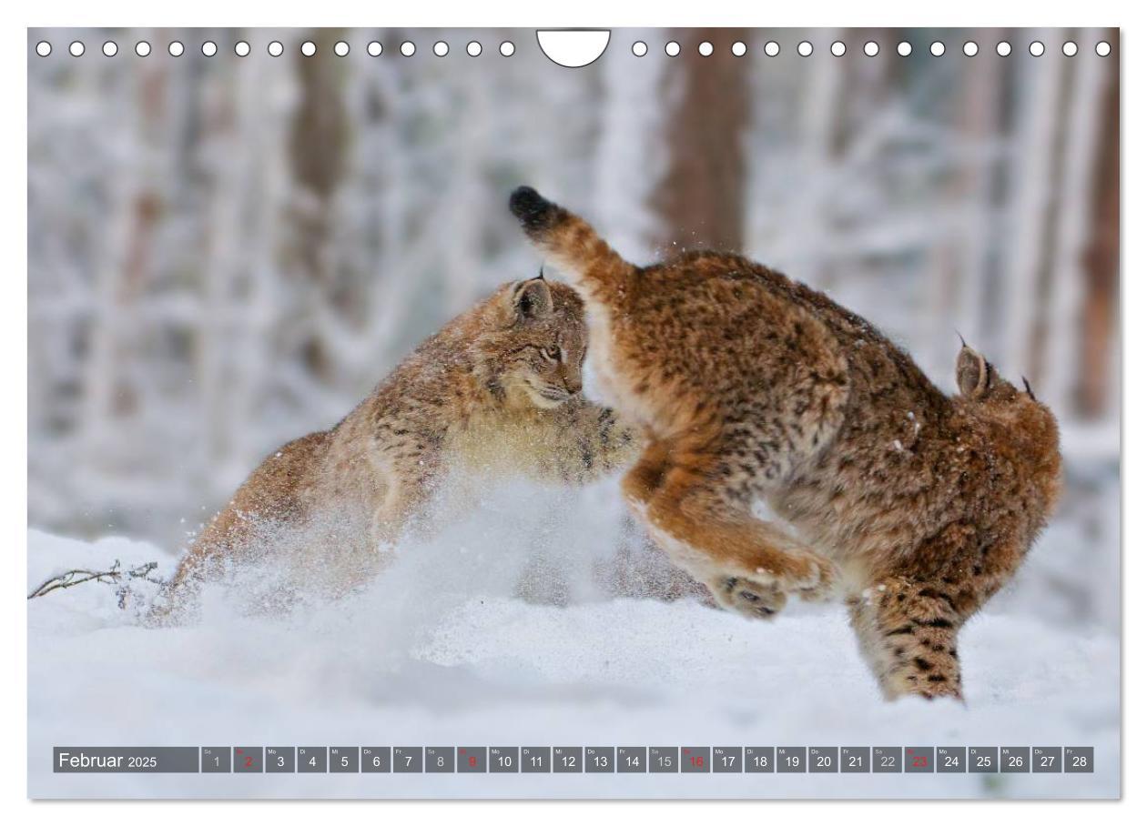 Bild: 9783435690213 | Der Luchs - Dem Pinselohr auf der Spur (Wandkalender 2025 DIN A4...