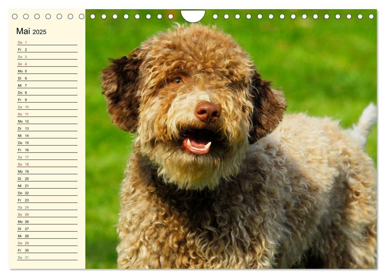 Bild: 9783435545292 | Lagotto Romagnolo - Italienischer Trüffelhund (Wandkalender 2025...