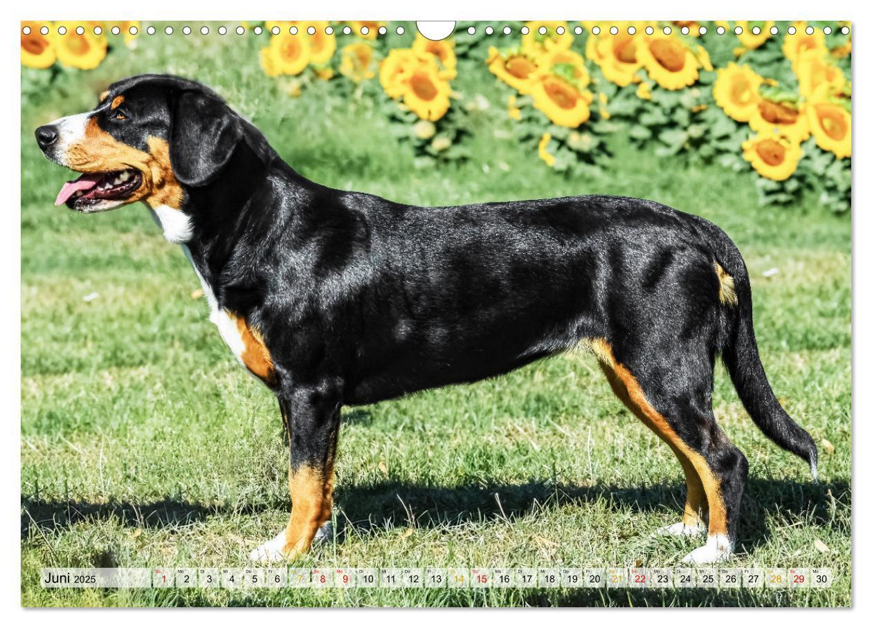 Bild: 9783457198964 | Entlebucher - Temperamentvolle Schweizer Sennenhunde (Wandkalender...