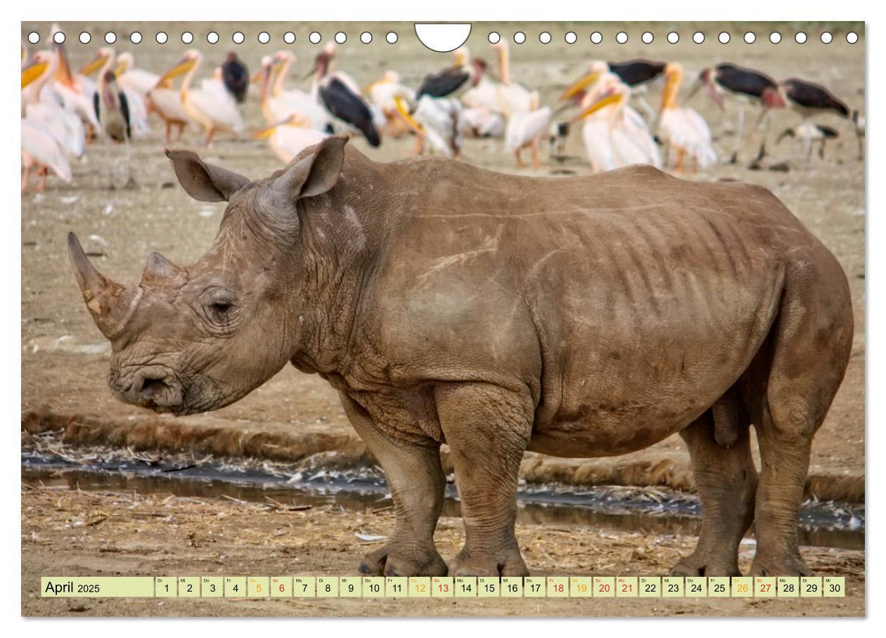 Bild: 9783435371204 | Bedrohte Tierart - Nashorn (Wandkalender 2025 DIN A4 quer),...