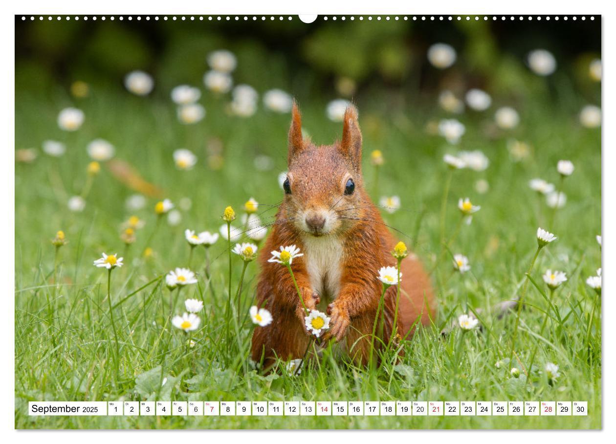 Bild: 9783435665587 | Eichhörnchen im Königlichen Garten (hochwertiger Premium...