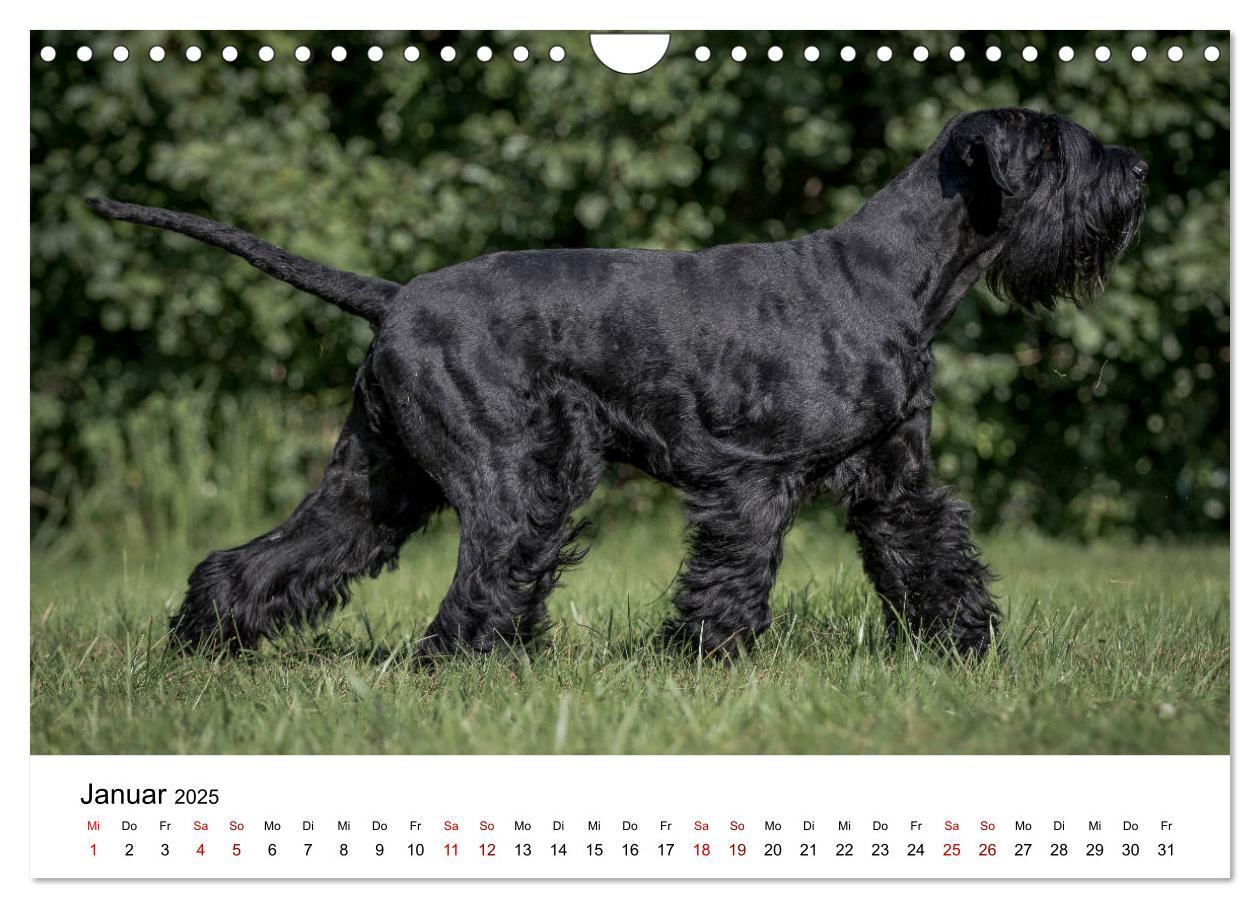 Bild: 9783435424887 | Schnauzer... von Zwergen und Riesen 2025 (Wandkalender 2025 DIN A4...