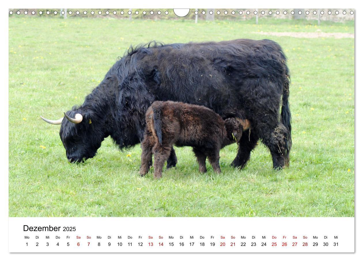 Bild: 9783435015467 | Die Schottischen Hochlandrinder und ihr Nachwuchs (Wandkalender...