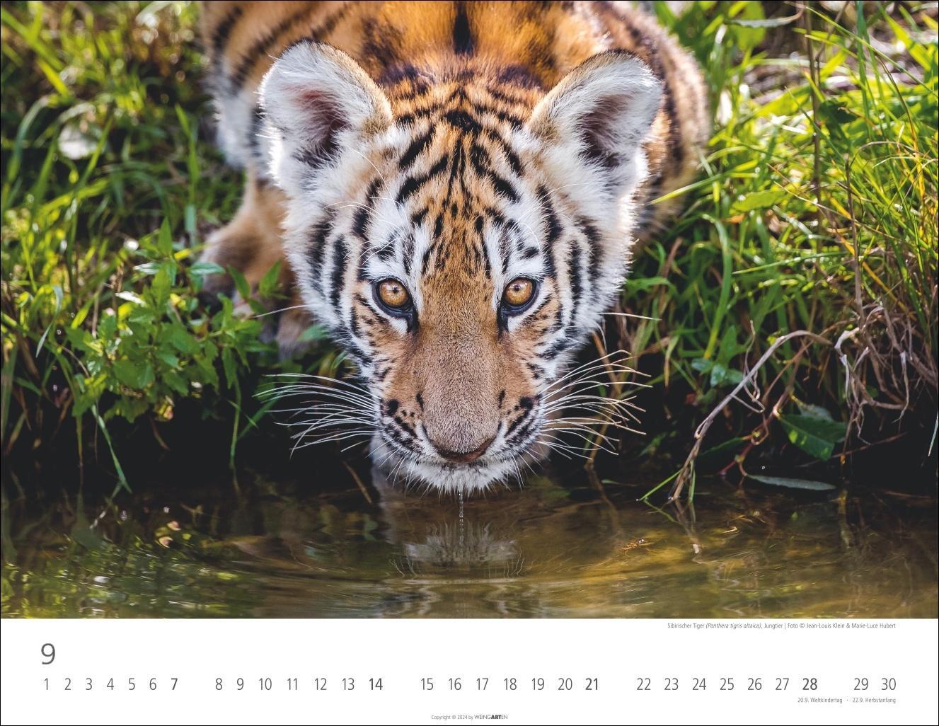 Bild: 9783839900413 | Tiger Kalender 2025 | Kalender | Spiralbindung | 14 S. | Deutsch