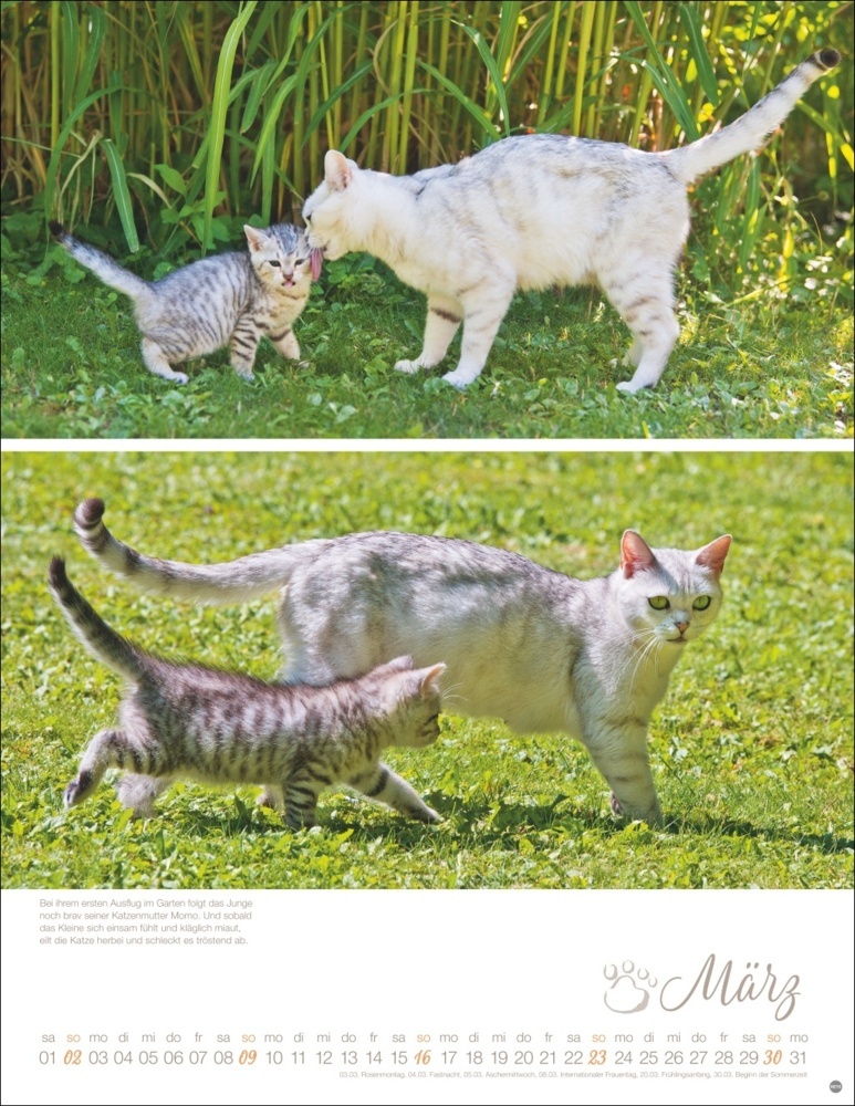 Bild: 9783756405305 | Katzenkinder Posterkalender 2025 | Monika Wegler | Kalender | 14 S.