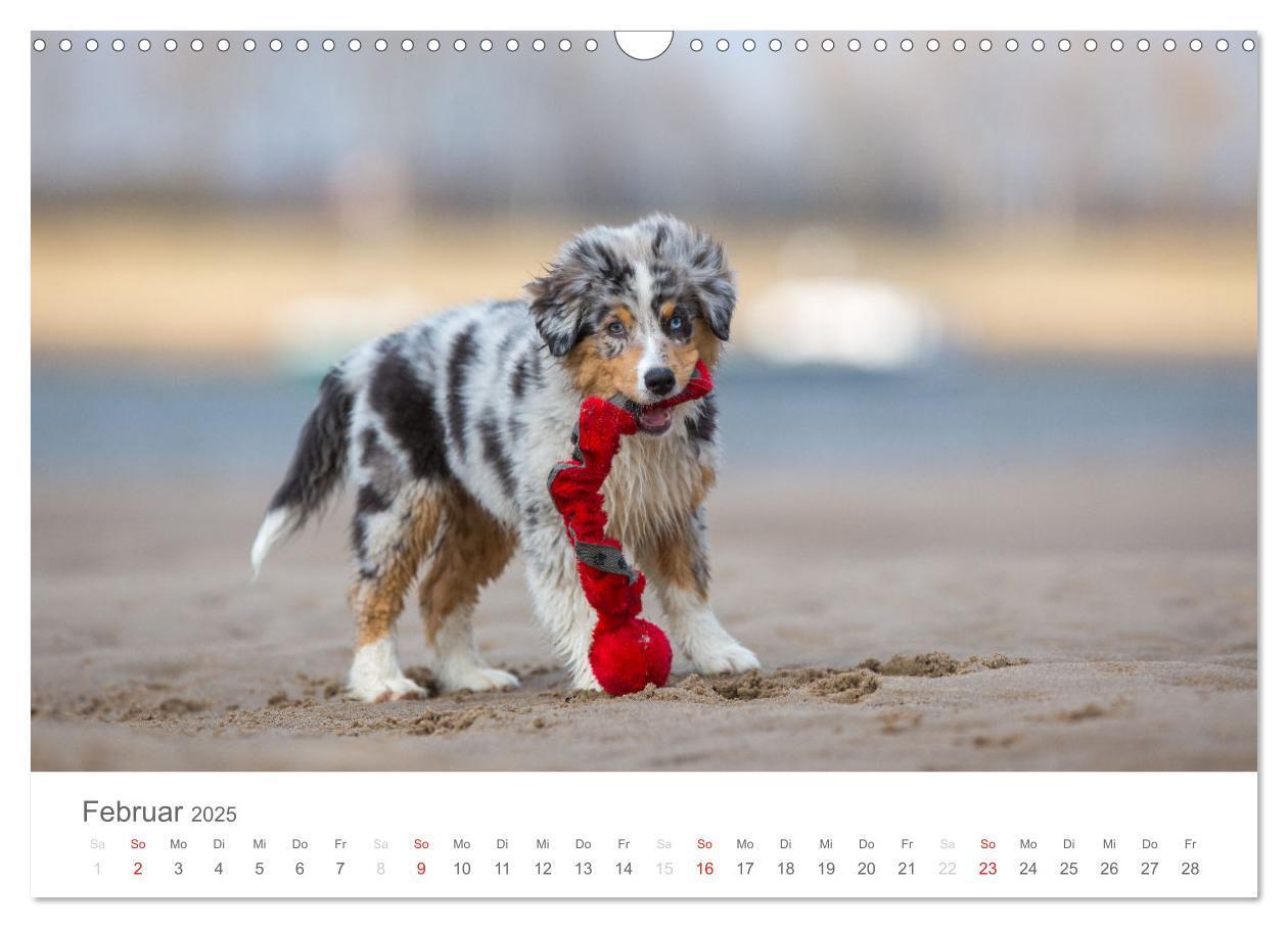 Bild: 9783435672639 | Australian Shepherd 2025 (Wandkalender 2025 DIN A3 quer), CALVENDO...