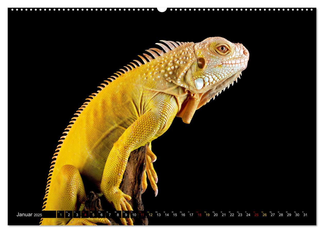 Bild: 9783383884443 | Kleine Drachen - Echsen (Wandkalender 2025 DIN A2 quer), CALVENDO...