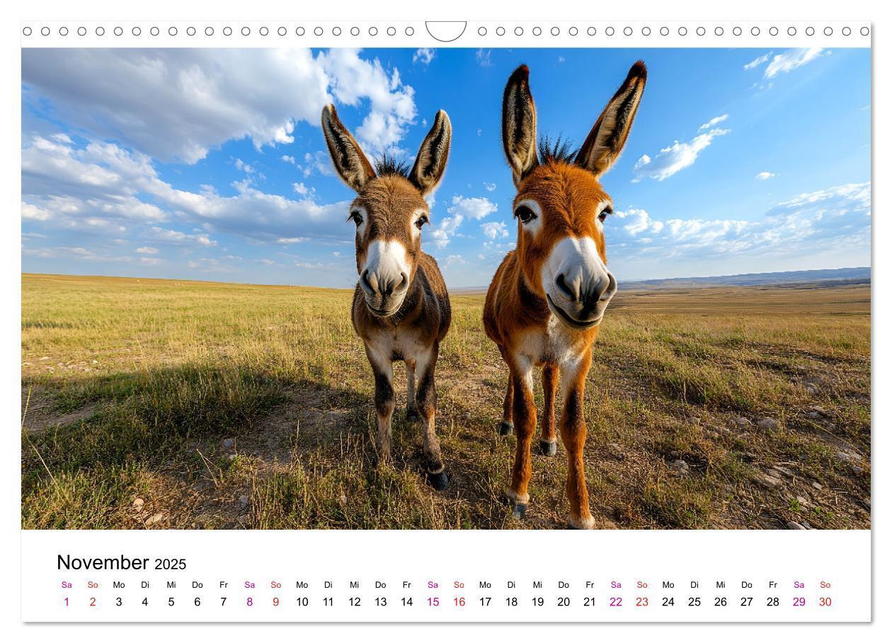 Bild: 9783457215197 | Esel - neugierige Typen (Wandkalender 2025 DIN A3 quer), CALVENDO...