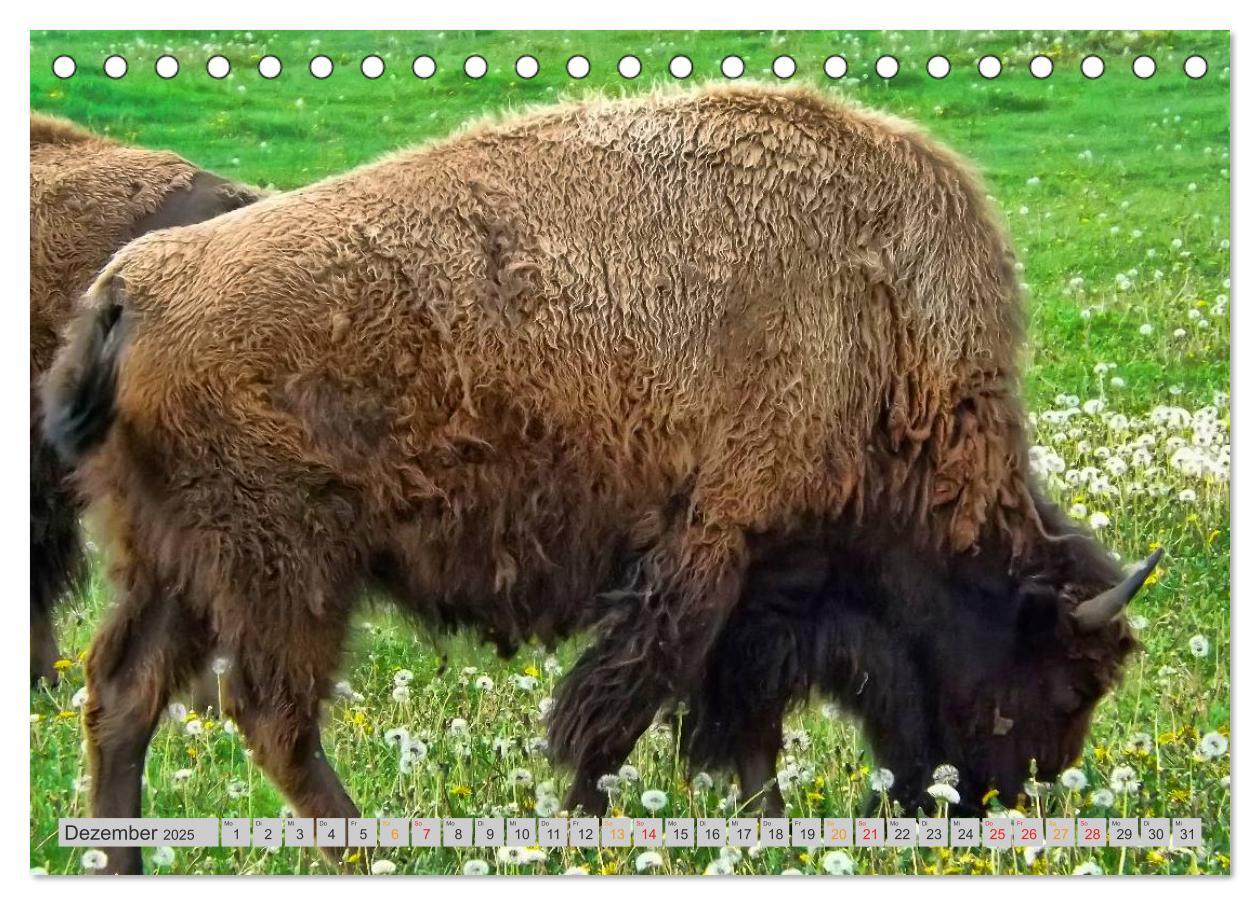 Bild: 9783435579242 | Bison und Wisent - Riesen mit unbändiger Kraft (Tischkalender 2025...