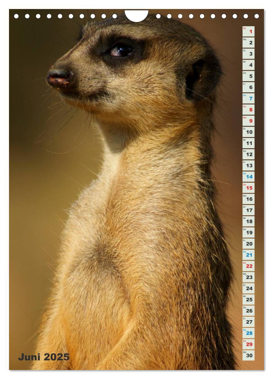 Bild: 9783457090060 | Erdmännchen-Meerkats-Surikate (Wandkalender 2025 DIN A4 hoch),...