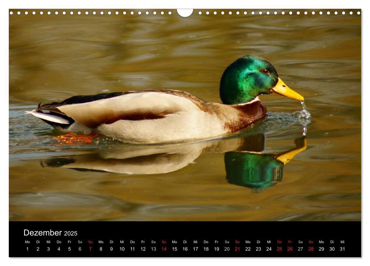 Bild: 9783435840526 | Das Leben der Enten (Wandkalender 2025 DIN A3 quer), CALVENDO...