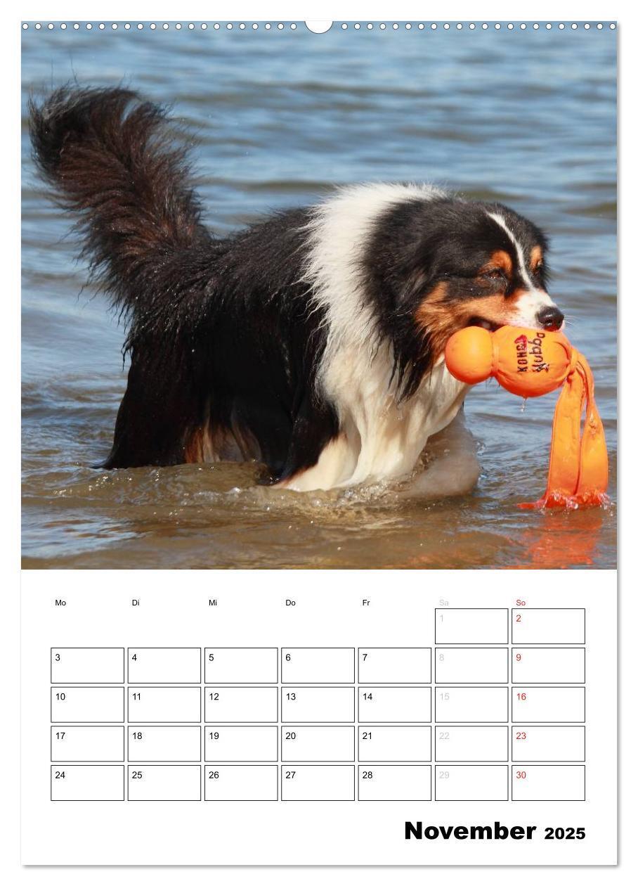 Bild: 9783457079805 | Australian Shepherd (Wandkalender 2025 DIN A2 hoch), CALVENDO...