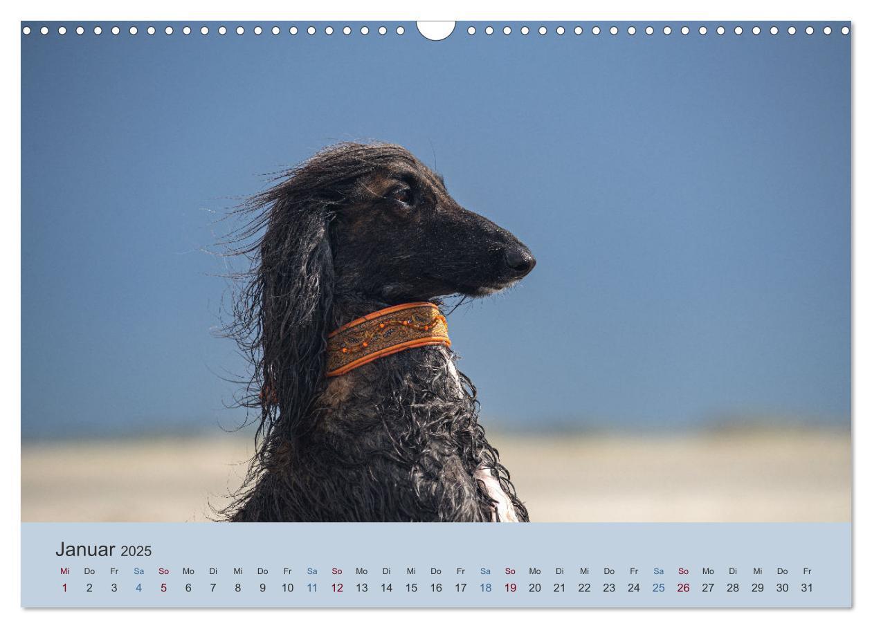 Bild: 9783435413324 | AFGHANISCHE WINDHUNDE 2025 (Wandkalender 2025 DIN A3 quer),...