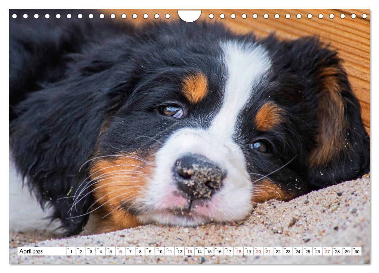 Bild: 9783435215737 | Kleine Herzen auf 4 Pfoten - Berner Sennenhunde (Wandkalender 2025...