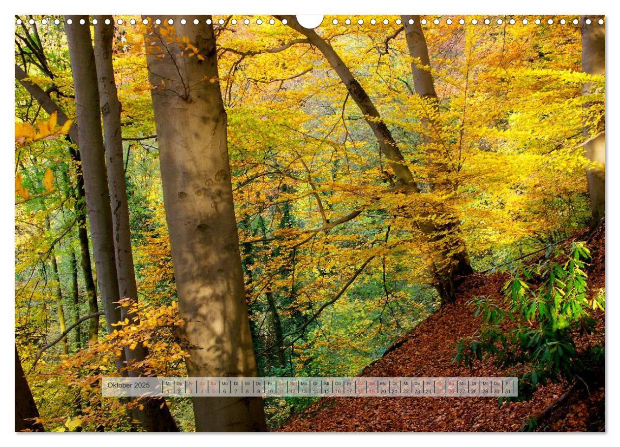 Bild: 9783435460014 | Wald im Bergischen Land 2025 (Wandkalender 2025 DIN A3 quer),...