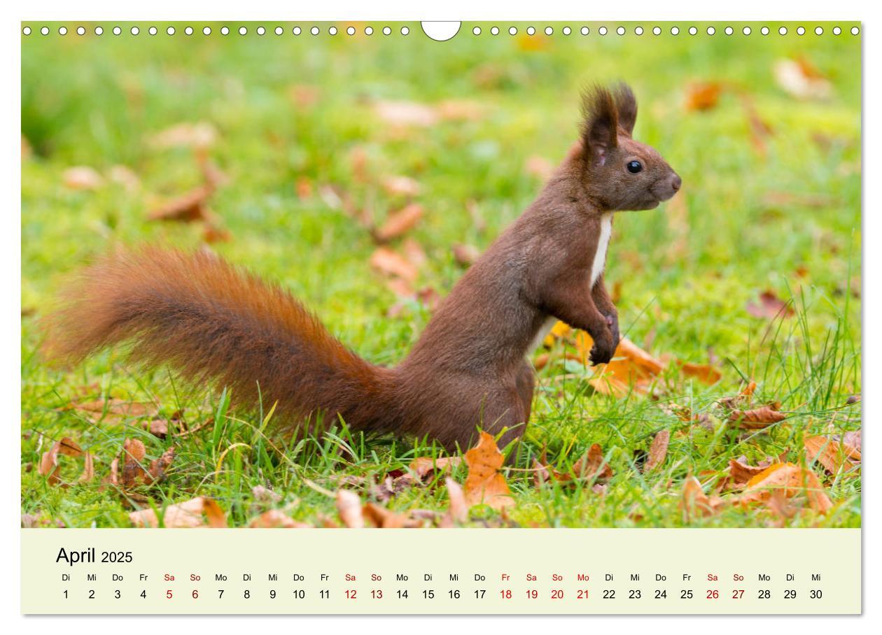 Bild: 9783435174492 | Eichhörnchen in Berlin (Wandkalender 2025 DIN A3 quer), CALVENDO...