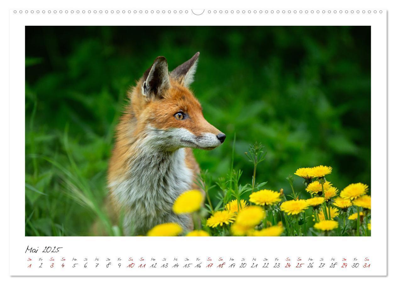 Bild: 9783383872051 | Füchse - zauberhafte Seelen (Wandkalender 2025 DIN A2 quer),...