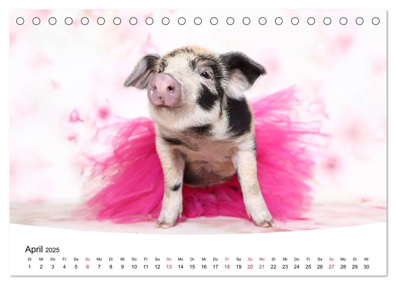 Bild: 9783435332663 | Niedliche Ferkel lovely piglets 2025 (Tischkalender 2025 DIN A5...