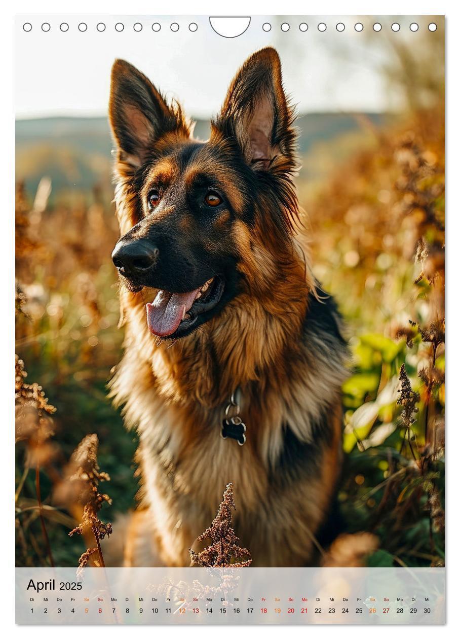 Bild: 9783383773389 | Deutscher Schäferhund - mutig und zuverlässig (Wandkalender 2025...