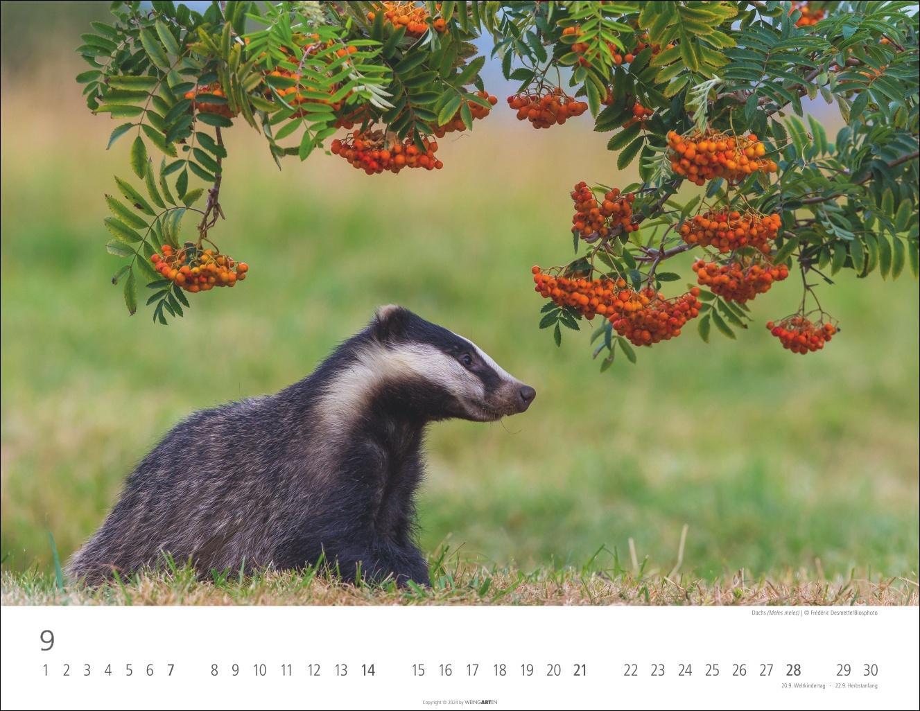 Bild: 9783839901144 | Heimische Wildtiere Kalender 2025 | Kalender | Spiralbindung | 14 S.