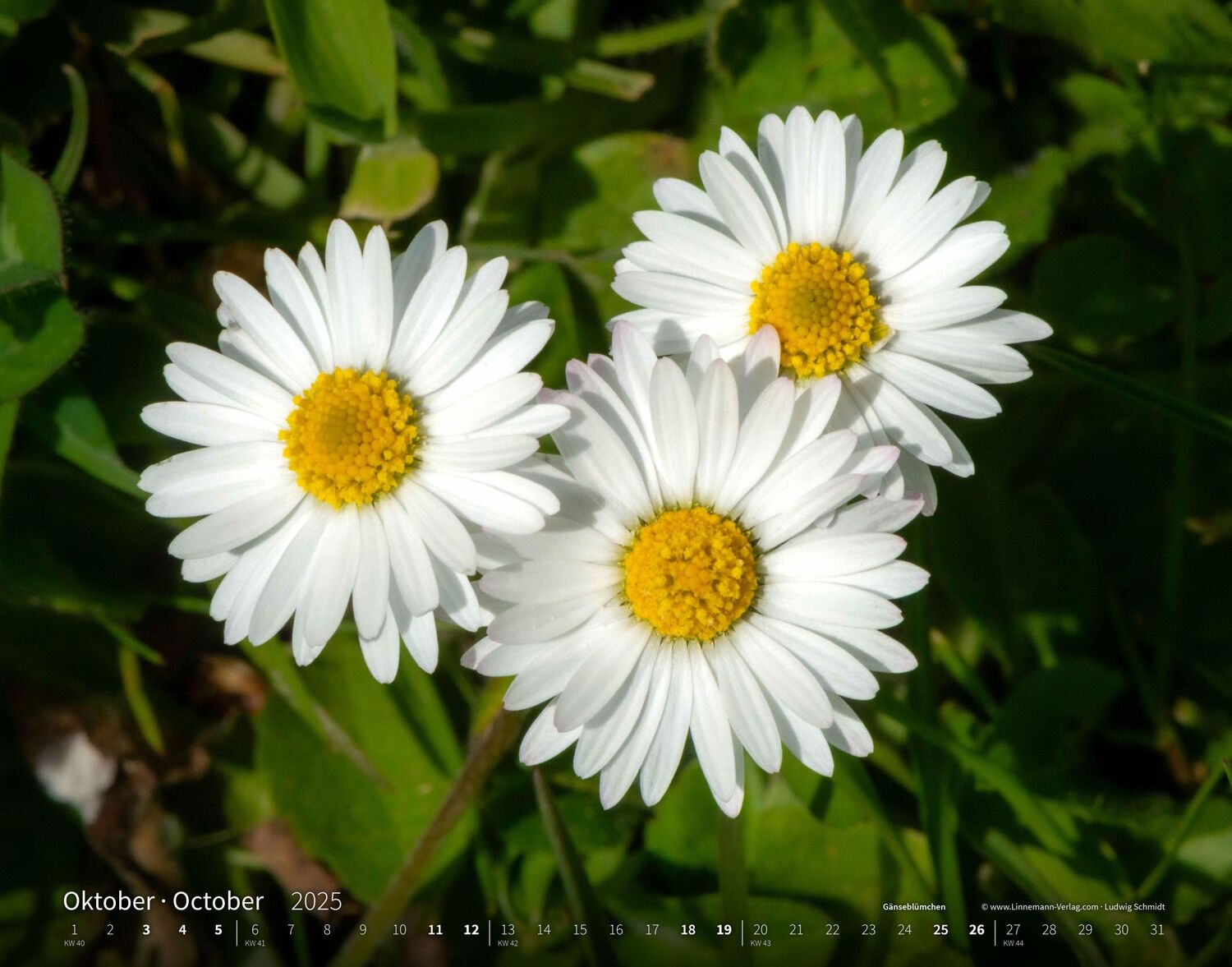 Bild: 9783862923403 | Wildblumen 2025 Großformat-Kalender 58 x 45,5 cm | Wildflowers 2025