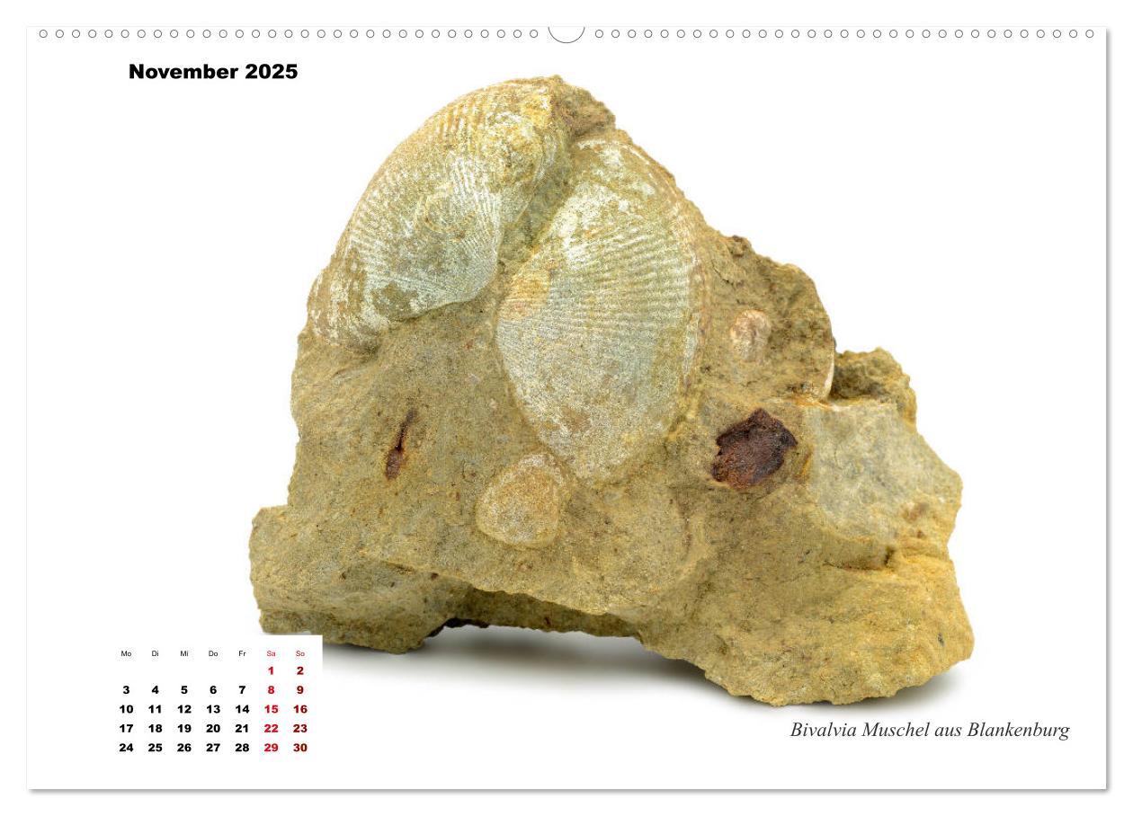 Bild: 9783435253517 | Fossilien - Ammoniten, Trilobiten, Erdgeschichte (Wandkalender 2025...