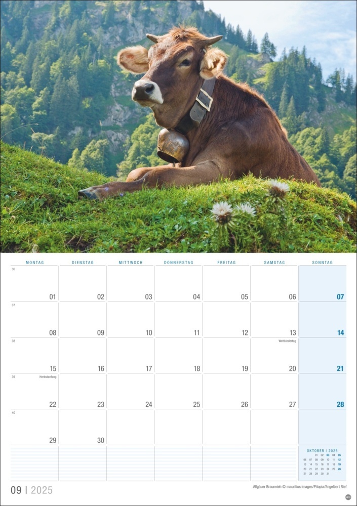 Bild: 9783756408351 | Allgäu Planer 2025 | Kalender | 13 S. | Deutsch | 2025 | Heye