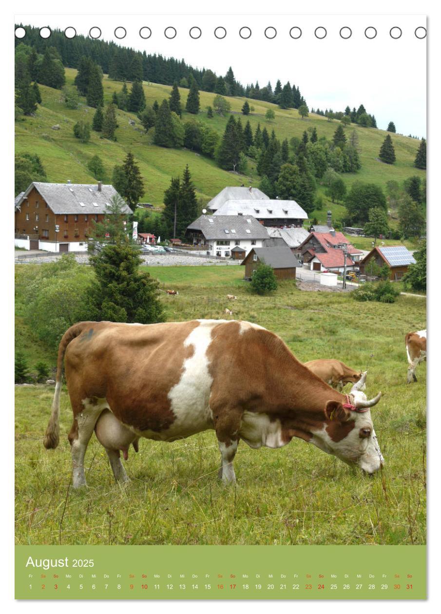 Bild: 9783457026557 | Schwarzwald und Kühe im Hochformat (Tischkalender 2025 DIN A5...